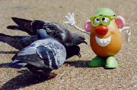 You would think the pigeons would be fat in Trafalgar Square considering how much they are fed; but in fact, they have an efficient recycling system which requires the Square to be hosed down daily!