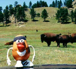 Spud finds where the buffalo roam...